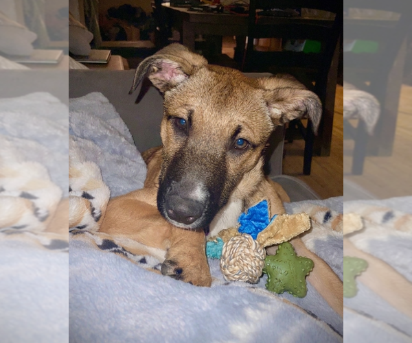 Medium Photo #6 Mutt Puppy For Sale in Genesee, WI, USA