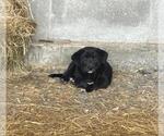 Small #1 German Shorthaired Lab