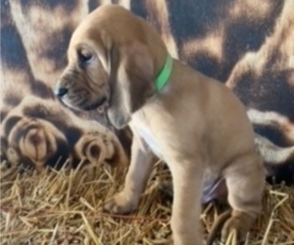 Medium Photo #1 Bloodhound Puppy For Sale in FORT GIBSON, OK, USA