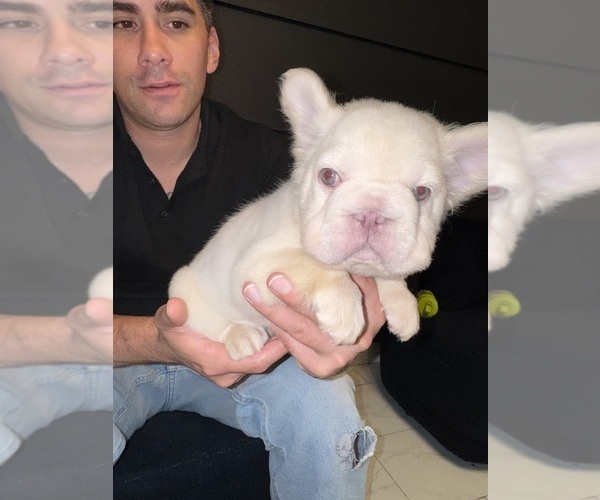 Medium Photo #1 French Bulldog Puppy For Sale in SAN DIEGO, CA, USA
