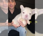Image preview for Ad Listing. Nickname: Litter of 3