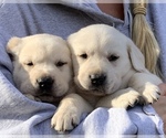 Small Photo #6 Labrador Retriever Puppy For Sale in GLENDALE, CA, USA