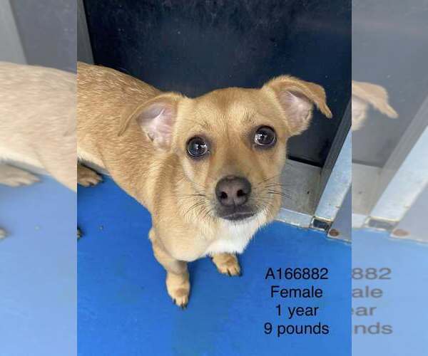 Medium Photo #1 Chihuahua-Unknown Mix Puppy For Sale in Calgary, Alberta, Canada