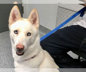 Siberian Husky Dogs for adoption in Santa Maria, CA, USA