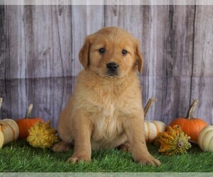 Golden Retriever Puppy for sale in FREDERICKSBG, OH, USA