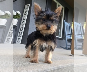 Yorkshire Terrier Puppy for sale in INDIANAPOLIS, IN, USA