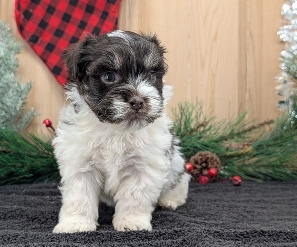 Medium Photo #8 Havanese Puppy For Sale in GOSHEN, IN, USA