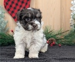 Small #7 Havanese