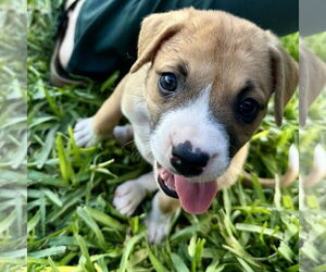 Boxer-Unknown Mix Dogs for adoption in Dumont, NJ, USA