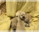 Small Photo #7 Golden Retriever Puppy For Sale in GREELEY, CO, USA