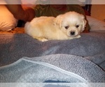 Puppy Puppy 1 Peke-A-Poo