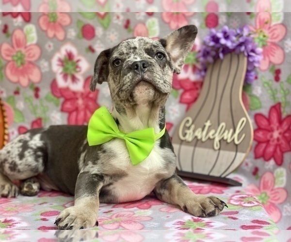Full screen Photo #2 French Bulldog Puppy For Sale in LANCASTER, PA, USA