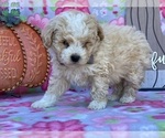 Small Photo #2 Schnoodle (Miniature) Puppy For Sale in LANCASTER, PA, USA