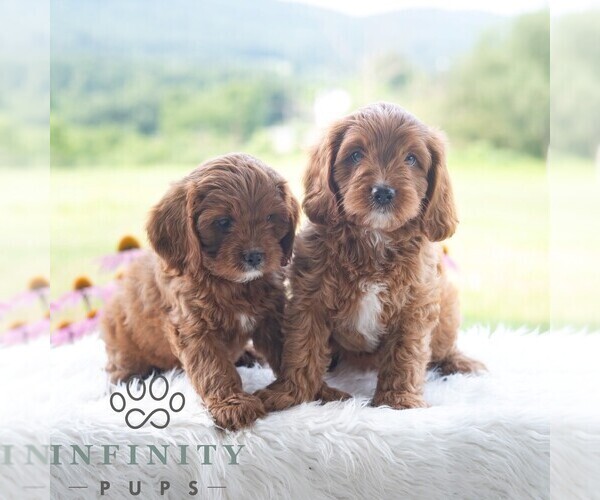 Medium Photo #2 Cavapoo (Miniature) Puppy For Sale in PAXINOS, PA, USA