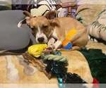 Floyd Dawgs : Orisa - Female Mutt Dog for Adoption - Small photo