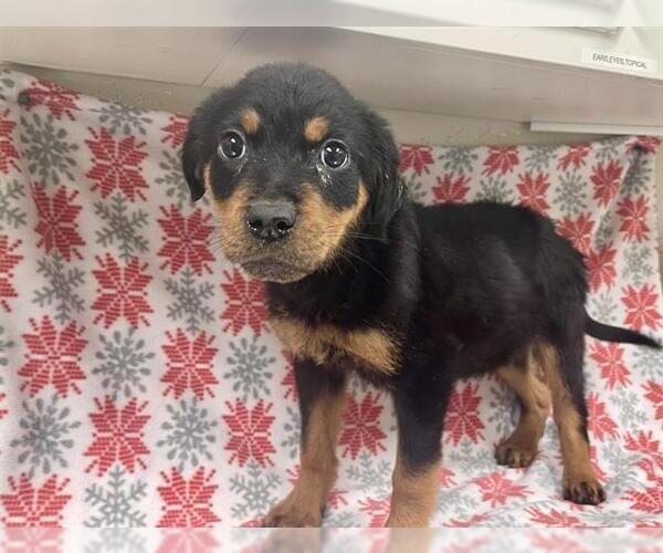 Medium Photo #1 Rottweiler-Unknown Mix Puppy For Sale in HESPERIA, CA, USA