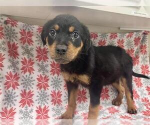 Rottweiler-Unknown Mix Dogs for adoption in HESPERIA, CA, USA