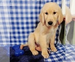Small Photo #4 Golden Retriever Puppy For Sale in COLORADO SPRINGS, CO, USA