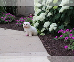 Small #5 Bichon Frise