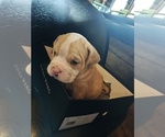 Small Photo #6 Olde Bulldog Puppy For Sale in CHICAGO HEIGHTS, IL, USA