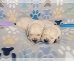 Small #6 English Cream Golden Retriever