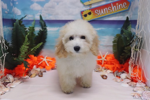 Medium Photo #1 Poodle (Toy) Puppy For Sale in LAS VEGAS, NV, USA