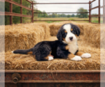 Small #2 Bernese Mountain Dog