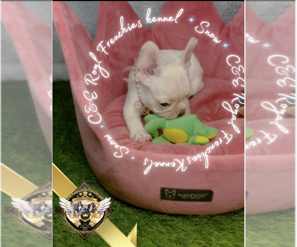 Medium Photo #7 French Bulldog Puppy For Sale in ATHENS, GA, USA