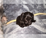 Small Photo #11 Schnauzer (Miniature)-Schnauzer (Standard) Mix Puppy For Sale in ALAMOSA, CO, USA