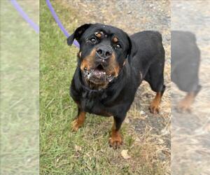 Rottweiler-Unknown Mix Dogs for adoption in Conroe, TX, USA