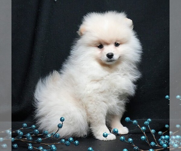 Medium Photo #10 Pomeranian Puppy For Sale in ROCK VALLEY, IA, USA