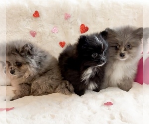 Pomeranian Litter for sale in BRENTWOOD, CA, USA