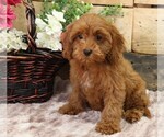 Small #14 Cavapoo