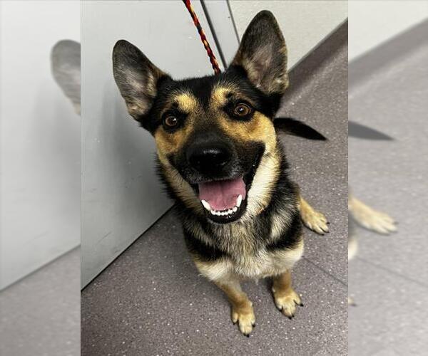 Medium Photo #1 German Shepherd Dog Puppy For Sale in Tracy, CA, USA