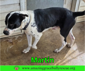 Martin - Male Bulldog-Pointer Mix Dog for Adoption - Photo #9