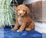 Small #3 Goldendoodle (Miniature)