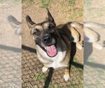 Small #1 German Shepherd Dog Mix