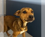 Small #1 Labrador Retriever-Mountain Cur Mix