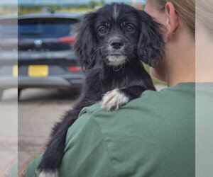 Bert - Male Cocker Spaniel-Unknown Mix Dog for Adoption - Photo #4