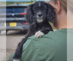 Small Photo #4 Cocker Spaniel-Unknown Mix Puppy For Sale in Huntley, IL, USA