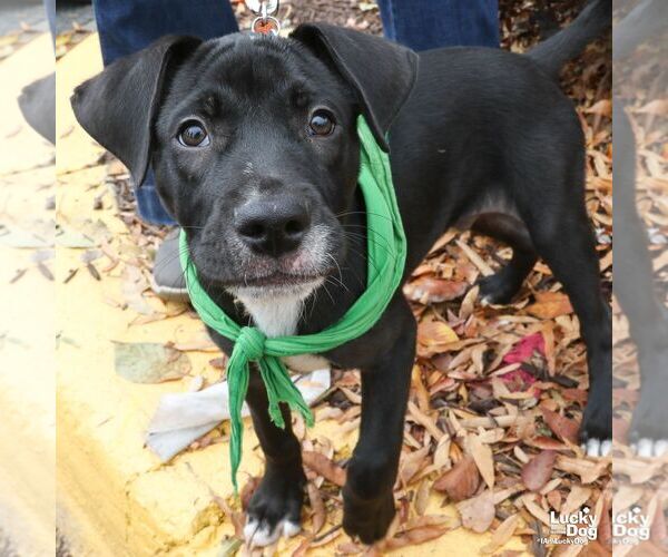 Medium Photo #1 Labrador Retriever-Retriever  Mix Puppy For Sale in Washington, DC, USA