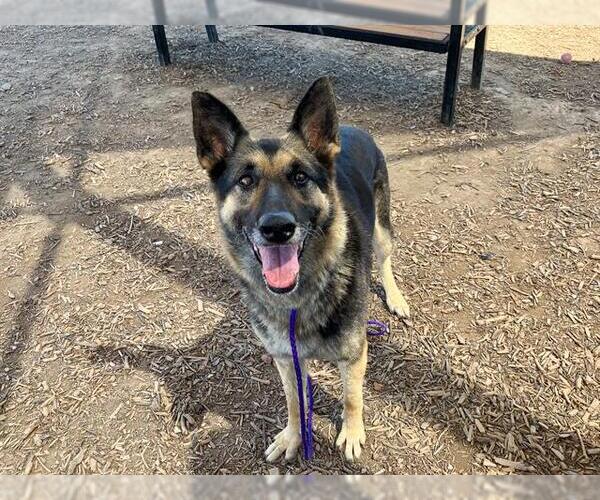Medium Photo #1 German Shepherd Dog Puppy For Sale in Orange, CA, USA