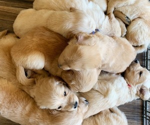 Golden Retriever Puppy for sale in FALLBROOK, CA, USA