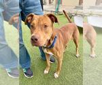 Small #1 American Pit Bull Terrier Mix