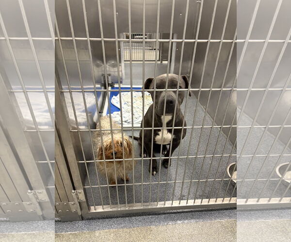 Medium Photo #4 American Pit Bull Terrier-Unknown Mix Puppy For Sale in NEWPORT NH, NH, USA