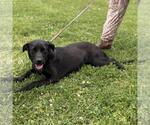 Small #2 Catahoula Leopard Dog-Labrador Retriever Mix