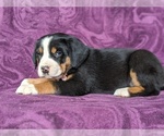 Small #4 Greater Swiss Mountain Dog