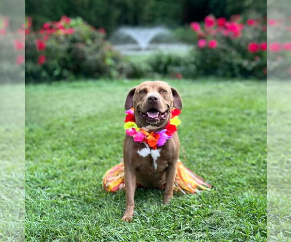 Medium Photo #6 Mutt Puppy For Sale in Unionville, PA, USA