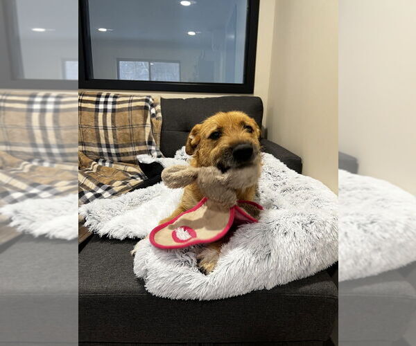 Medium Photo #2 Mutt Puppy For Sale in Elmsford, NY, USA