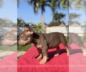 American Bully Puppy for Sale in HIALEAH, Florida USA